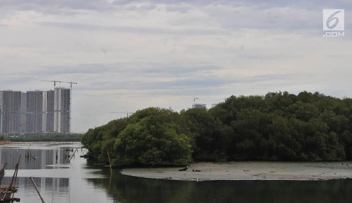 Kondisi hutan mangrove atau bakau di sekitar pesisir Kamal Muara, Penjaringan, Jakarta, Rabu (21/3). Dilansir dari laman data.jakarta.go.id, saat ini total luas hutan bakau di pesisir Jakarta sekitar 430 hektare. (Merdeka.com/ Iqbal S. Nugroho)