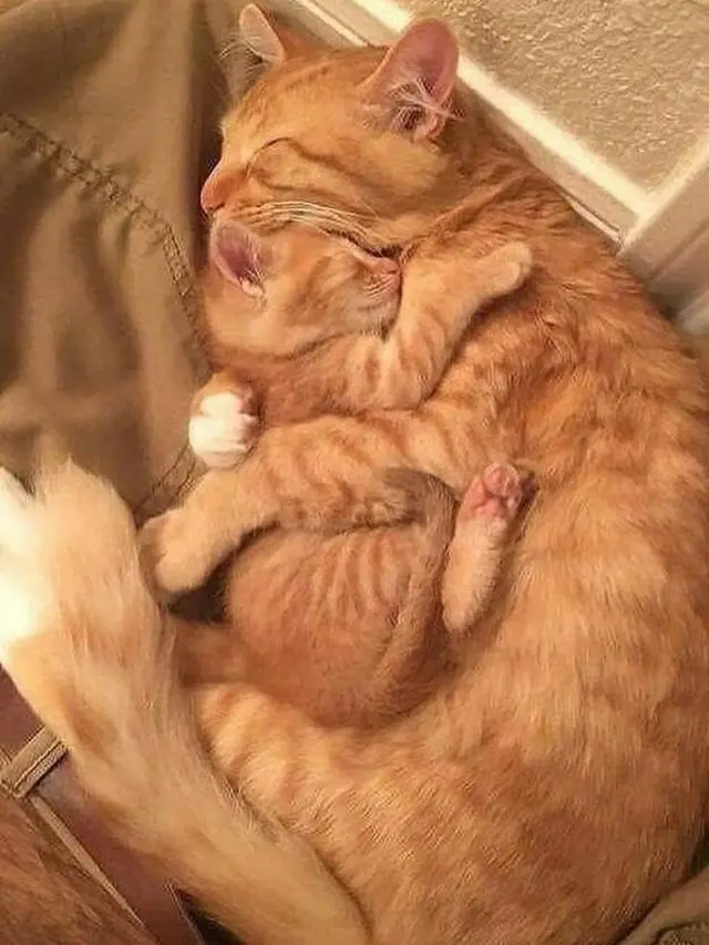 6 Potret Ibu Kucing dan Anaknya Punya Corak Tubuh Sama, Unik Banget