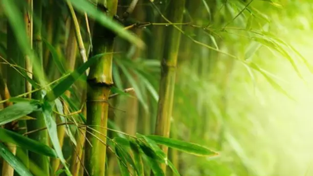 Daun bambu untuk menangkal radikal bebas.