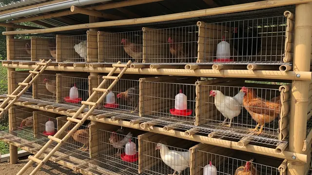 Kandang Ayam Bertingkat
