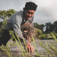 Para petani memiliki jasa dalam menyediakan pangan yang layak dan memadai bagi masyarakat Indonesia (pexels.com/Rattasat)