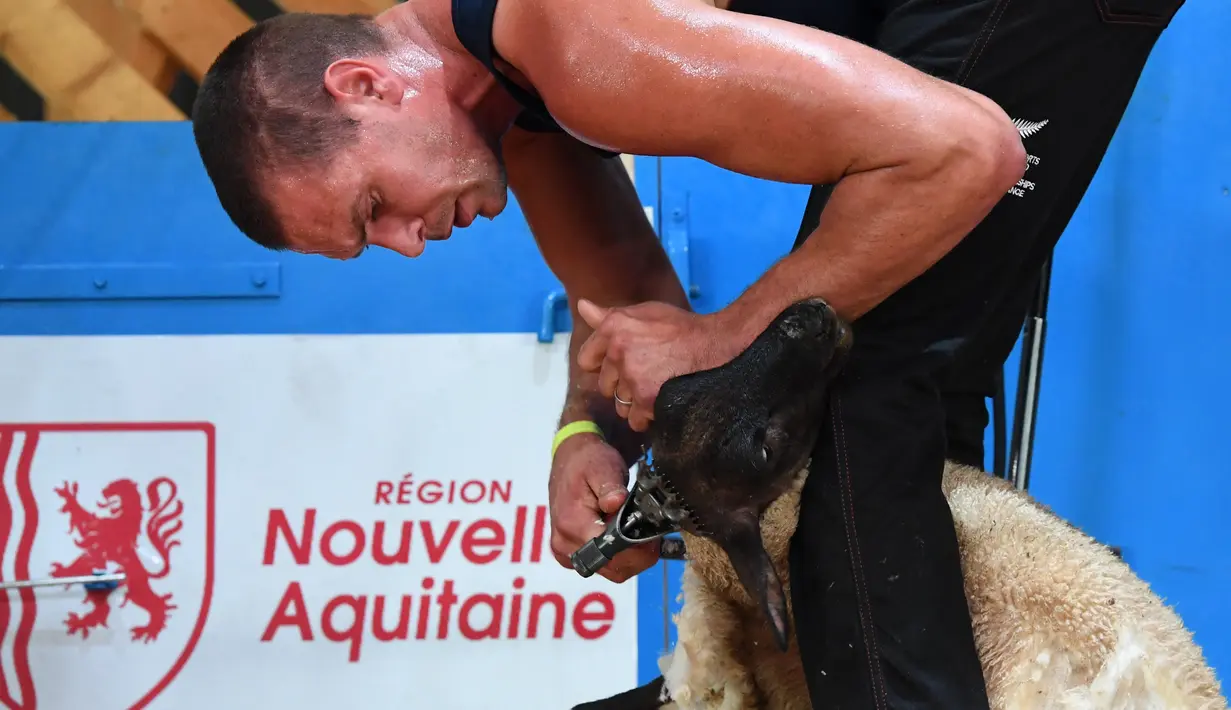 Rowland Smith dari Selandia Baru berpartisipasi kejuaaran World Sheep Shearing and Woolhandling Championships di Le Dorat, Prancis (5/7/2019). Kejuaraan dunia mencukur bulu domba diikuti ratusan peserta dari berbagai negara. (AFP Photo/Mehdi Fedouach)