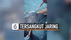 TERSANGKUT JARING, PENYU RAKSASA YANG TERANCAM PUNAH DISELAMATKAN NELAYAN