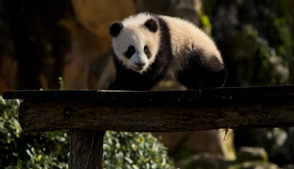 Anak panda Yuandudu untuk pertama kalinya menjelajahi kandang eksternalnya di kandang internal mereka di taman zoologi Beauval di Saint-Aignan, Prancis tengah (14/3/2022). Anak panda Yuandudu ini lahir pada 1 Agustus 2021. (AFP/Souvant Guillaume)