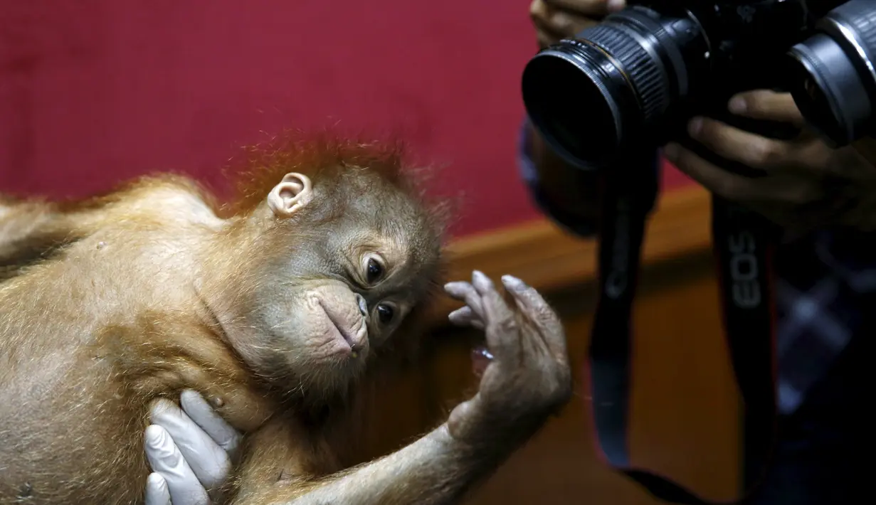 Seekor Bayi Orangutan yang diselamatkan dari perdagangan satwa liar ilegal di kantor perlindungan satwa liar, Kuala Lumpur , Malayasia, Senin (19/10/2015).  Rencananya Orang utan ini akan dijual kepada orang Malaysia.(REUTERS/Olivia Harris)