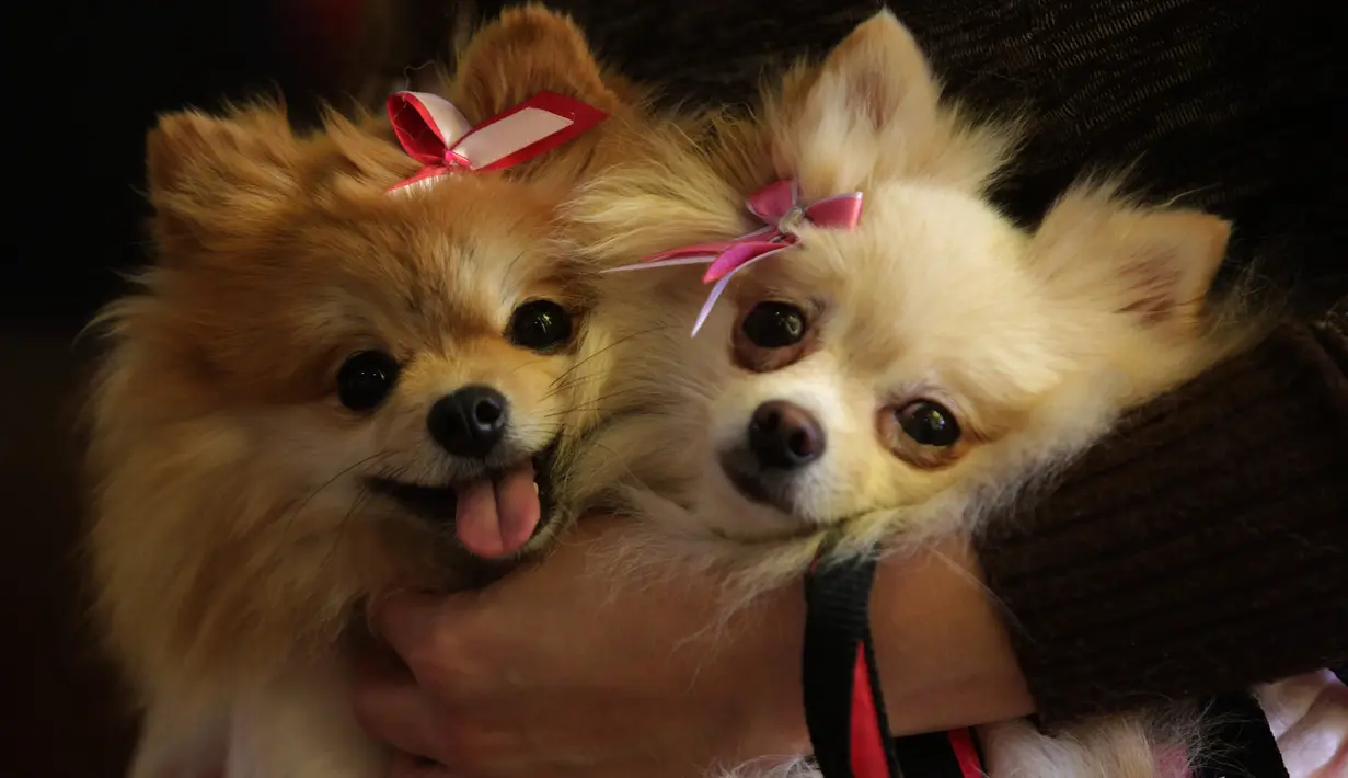 Seorang wanita mengelus anjing terrier Yorkshire miliknya saat Misa berlangsung dalam rangka menghormati Santo Fransiskus dari Assisi di Brasil, Rabu (4/10). Kegiatan Misa ini dilakukan tiap tahun dengan membawa hewan peliharaan. (AP Photo/Eraldo Peres)