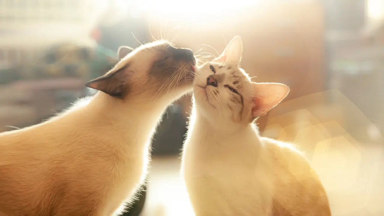 Kucing suka menjilat tubuh