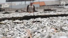 Ikan asin saat dijemur di Muara Angke, Jakarta, Rabu  (13/9). Produksi ikan asin yang merupakan salah satu usaha rumah tangga nelayan di daerah tersebut mengalami peningkatan hingga 50 persen saat musim kemarau. (Liputan6.com/Angga Yuniar)