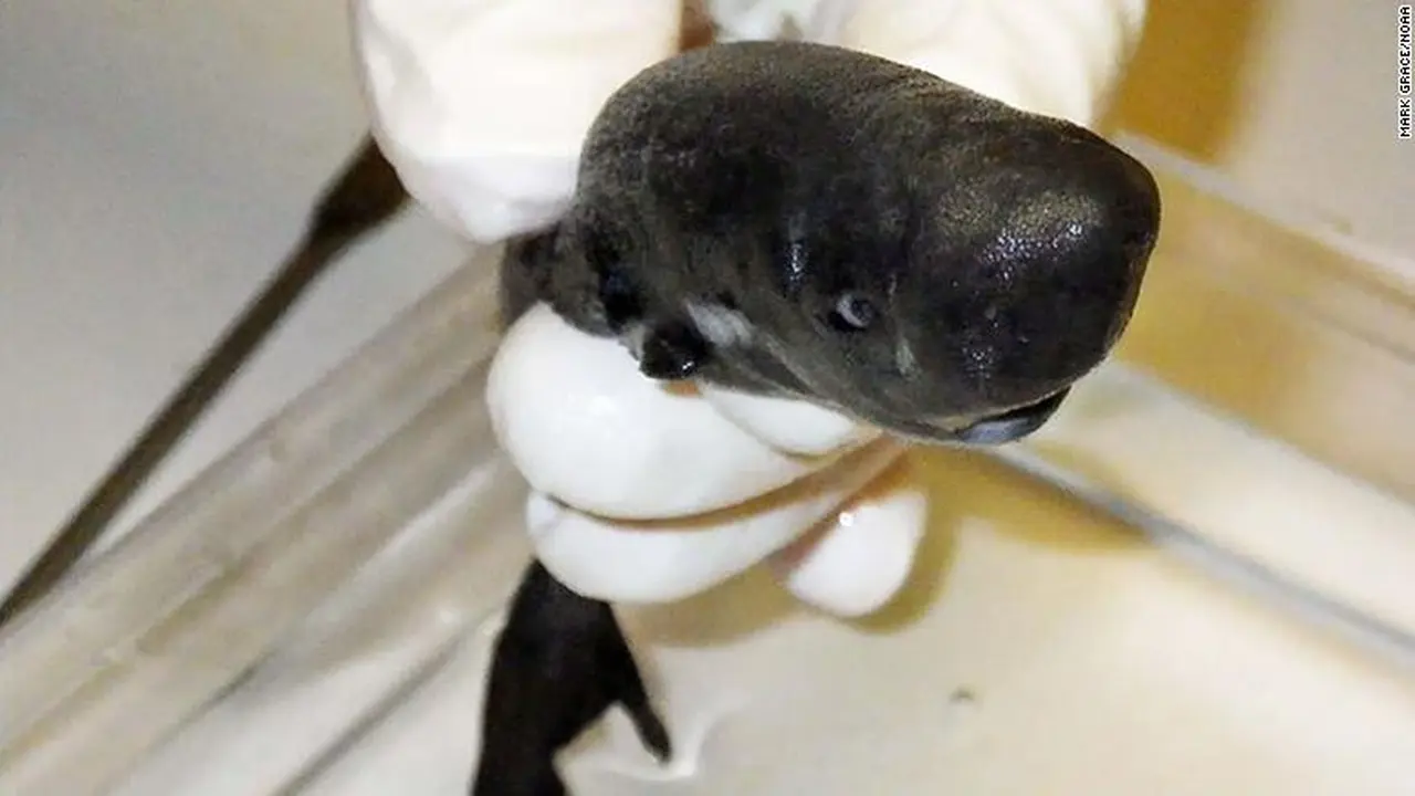 Pocket shark atau hiu saku