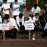 Penanaman Mangrove di Brebes Perkuat Perlindungan Pesisir