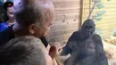 Pengunjung melihat Gorila bernama Tony di kebun binatang Kiev, Ukraina (8/8/2019). Di ulang tahunnya yang ke-45, Tony mendapatkan banyak hadiah dari pihak kebun binatang dan pengunjung. (AFP Photo/Genya Savilov)