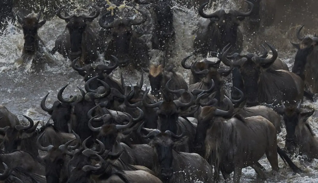 Ratusan Wildebeest menyeberangi sungai di Masai Mara saat berimigrasi, Kenya (4/9/2015). Wildebeest bermigrasi hingga jarak ratusan kilometer demi menemukan padang rumput selama musim kering di Kenya. (AFP PHOTO/Carl de Souza)