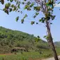 Uniknya Dusun Wotawati di Lembah Sungai Bengawan Solo Purba, Pagi Datang Lambat dan Malam Lebih Cepat (Tangkapan Layar YouTube/Kalurahan Pucung)