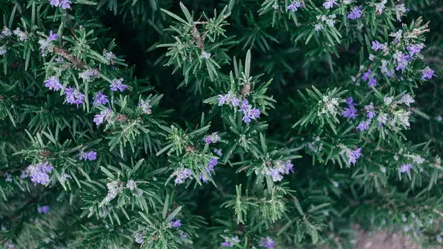 Ilustrasi Rosemary/Photo by Paul Hanaoka on Unsplash
