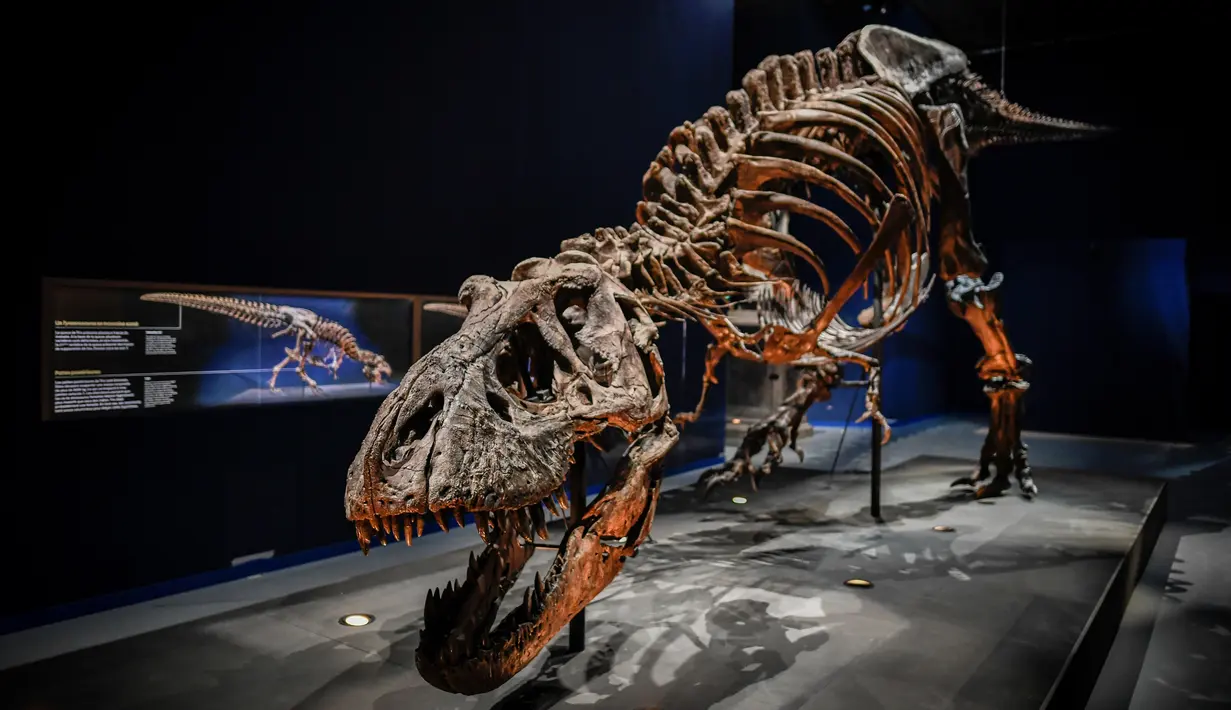 Gambar yang diambil pada 1 Juni 2018 menunjukkan kerangka dinosaurus Tyrannosaurus Rex di Museum Nasional Sejarah Alam Prancis di Paris. Trix yang punya banyak gigi tajam adalah kerangka Trex asli pertama yang dipajang di Prancis (AFP/STEPHANE DE SAKUTIN)