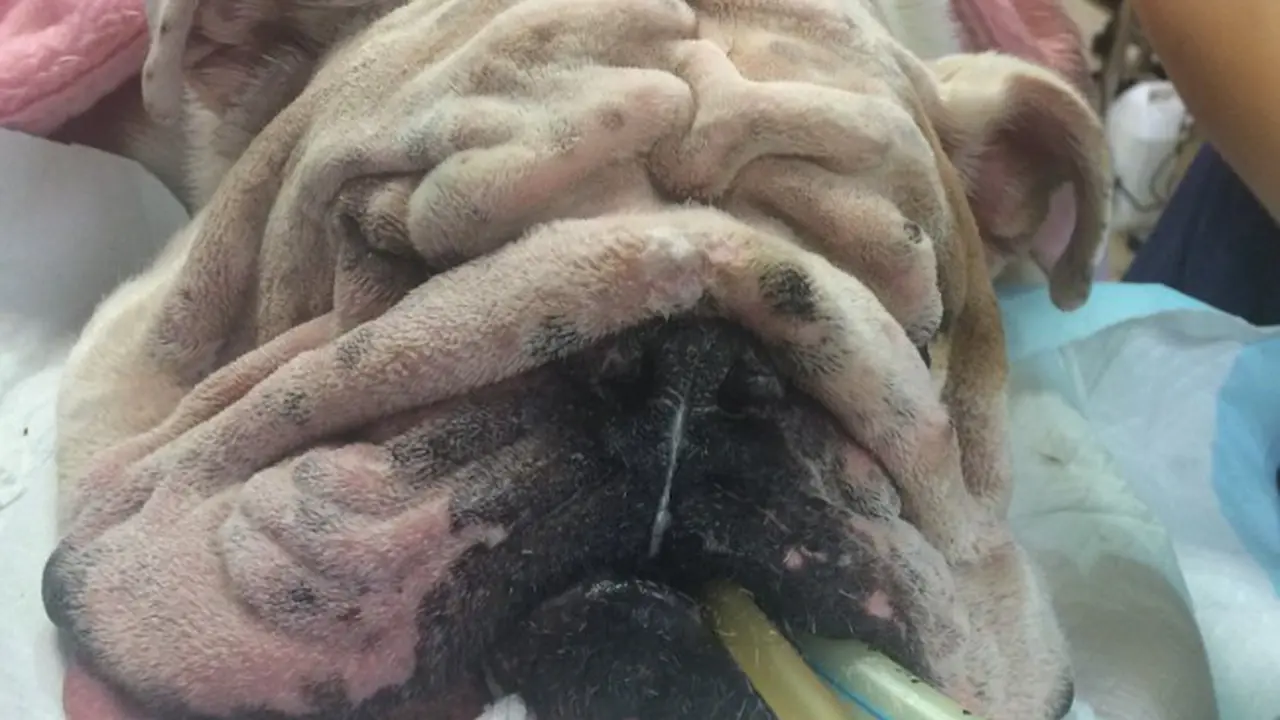 Seperti Artis Hollywood, Anjing ini Operasi Plastik