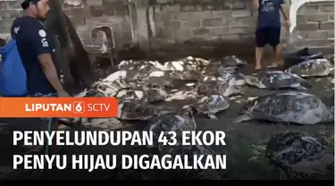 TNI Angkatan Laut menggagalkan penyelundupan puluhan ekor penyu di Jembrana, Bali. Diduga diselundupkan dari perairan Madura, untuk diperjualbelikan di Pulau Dewata.