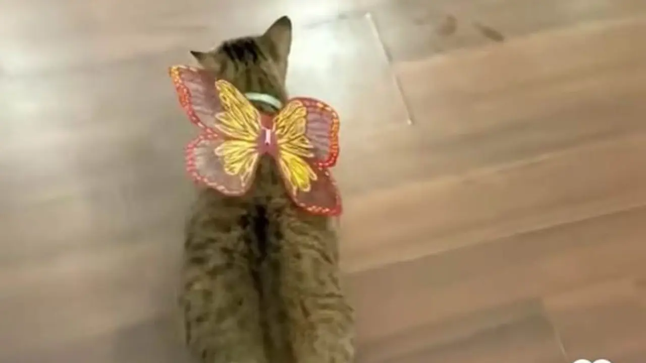 Balai Kota Pelihara Banyak Kucing dan Punya Komunitas, Pramono Anung Minta Semua Dimandikan.  foto: (dok.Instagram @pramonoanungw/https://www.instagram.com/reel/DHxflF9IXLy/Henry)