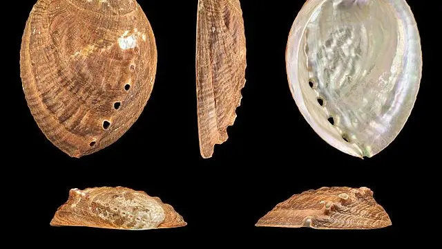 Ilustrasi Kerang Abalon