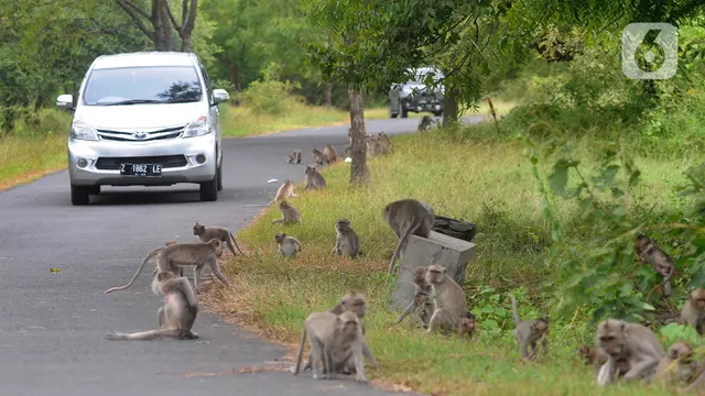 Seminggu Setelah Lebaran Idul Fitri, Taman Nasional Baluran Masih Ramai Wisatawan