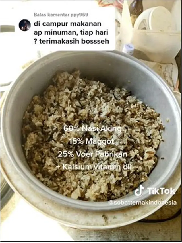 Ayam Ini Punya Kaki Tinggi yang Bikin Orang Takjub, Peternak Bocorkan Makanannya