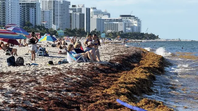 Sargassum