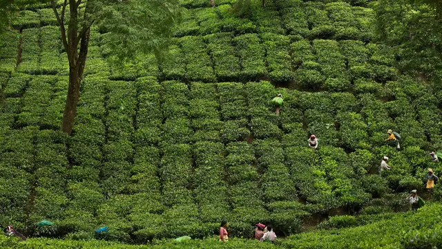 Aktivitas Para Wanita Pemetik Daun Teh di India