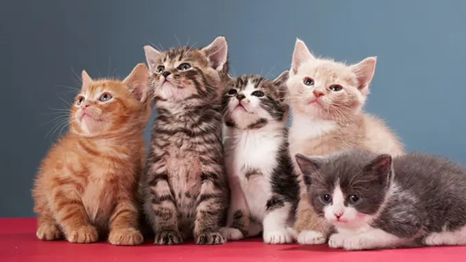 Foto: copyright thinkstockphotos.com