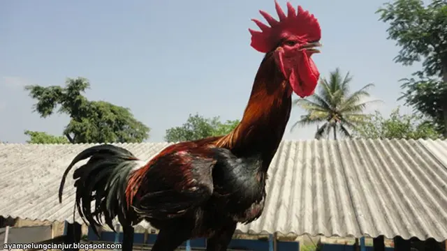 ayam-pelung-130911c.jpg