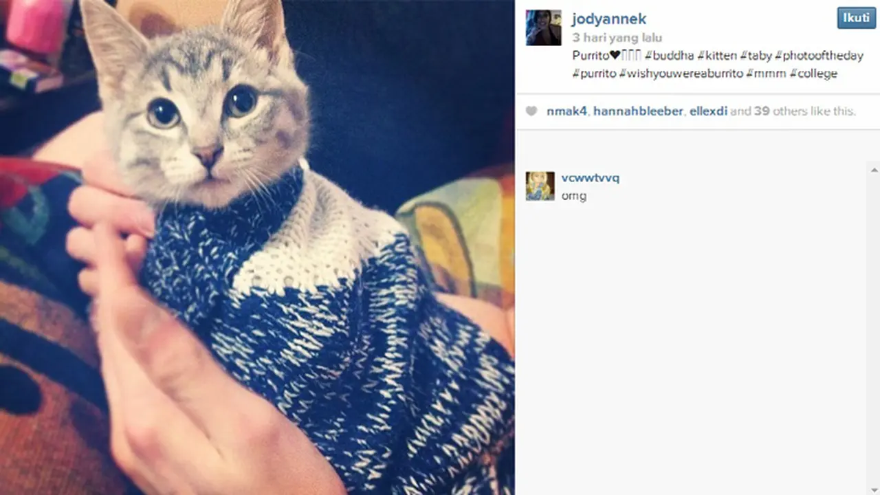 Perkenlakan Tren #CatBurrito di Instagram