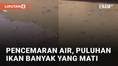 VIDEO: Diduga Pencemaran Air, Puluhan Ikan Sapu Mati di Sepanjang Kali