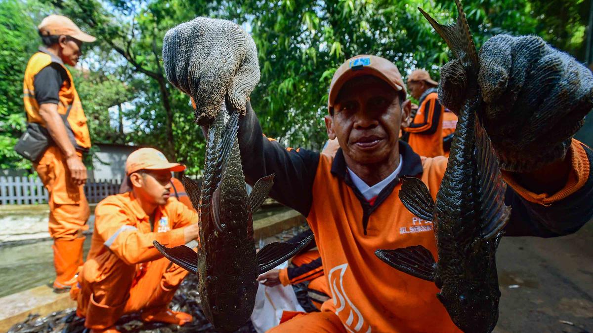 Ikan Sapu-sapu Seberat 6 Ton di Seluruh Jakarta Segera Dimusnahkan