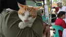 Petugas menyuntikkan vaksin rabies kepada kucing di perumahan Jakarta Timur, Rabu (3/10). Vaksinasi rabies ini gratis bagi warga yang mempunyai hewan peliharaan. (Merdeka.com/Imam Buhori)