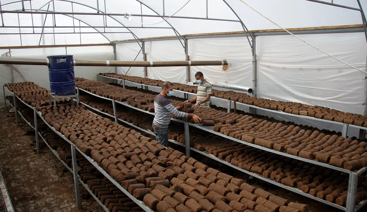 Pekerja memilah kayu pomace (ampas) di sebuah pabrik ekstraksi buah zaitun di Kota Khan Younis, Jalur Gaza, Palestina, 7 November 2020. Pekerja Palestina mengubah limbah produksi minyak zaitun menjadi kayu pomace yang dapat digunakan sebagai bahan bakar. (Xinhua/Rizek Abdeljawad)