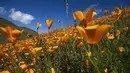 Pemandangan bunga poppy yang mekar di Danau Elsinore, California pada 8 Maret 2019. Pada dasarnya Poppy adalah tumbuhan herbal yang kerap ditanam karena bunganya berwarna-warni. (Photo by Maro SIRANOSIAN / AFP)