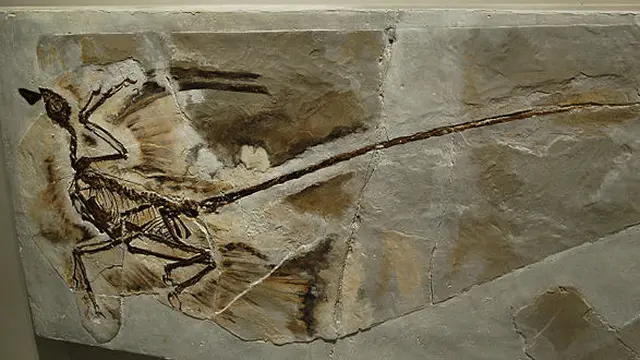 microraptor