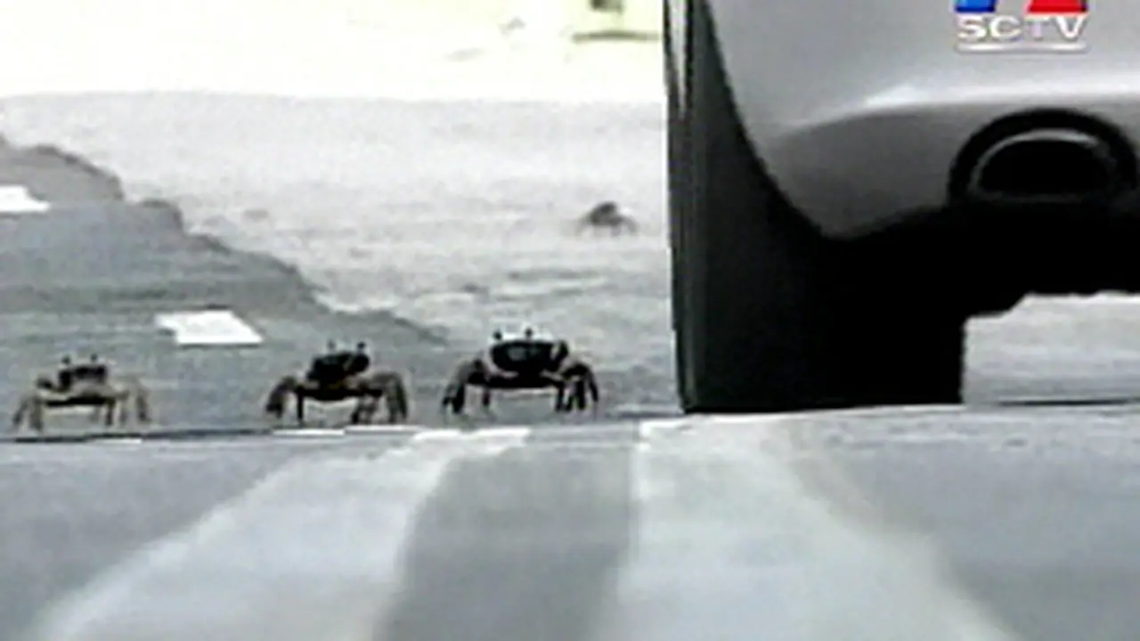 100804dKepiting.jpg