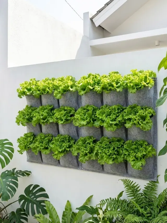 Kebun Sayur Rumah Ramah Anak