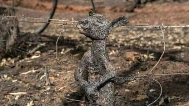 Menyayat Hati, 5 Potret Pilu Satwa Liar Korban Kebakaran Hutan Australia