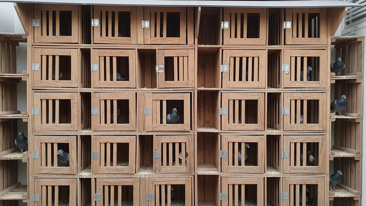 7 Ide Kandang Merpati dari Bekas Peti Buah, Kreatif dan Hemat Biaya