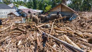 Foto ini menunjukkan tim pencari dan penyelamat gabungan mengerahkan gajah Sumatra untuk membantu membersihkan puing-puing pohon pasca banjir bandang di Meureudu, Kabupaten Pidie Jaya, Provinsi Aceh, pada Senin 8 Desember 2025. Tim gabungan mengerahkan beberapa ekor gajah Sumatra untuk membantu membersihkan tumpukan kayu gelondongan di Meureudu, Kabupaten Pidie Jaya, Provinsi Aceh pada Senin 8 Desember 2025. (CHAIDEER MAHYUDDIN/AFP)
