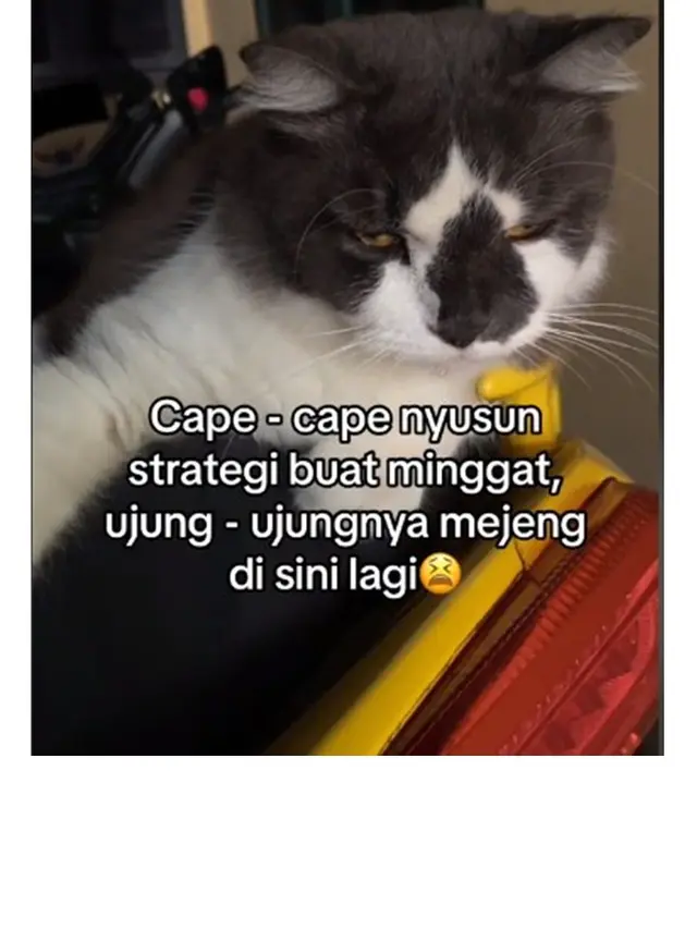 Viral Kucing Terbawa Mobil Kurir Paket Hingga Bandung, Bikin Geleng Kepala