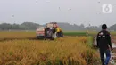 Aktivitas petani saat memanen padi di Persawahan Desa Sekar Wangi, Bekasi, Jawa Barat, Kamis (25/5/2023).(merdeka.com/imam buhori)