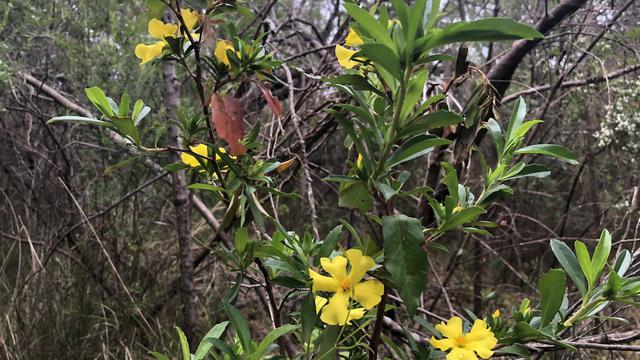 Galeri Foto: Semarak Musim Bunga Liar di Australia Barat ...