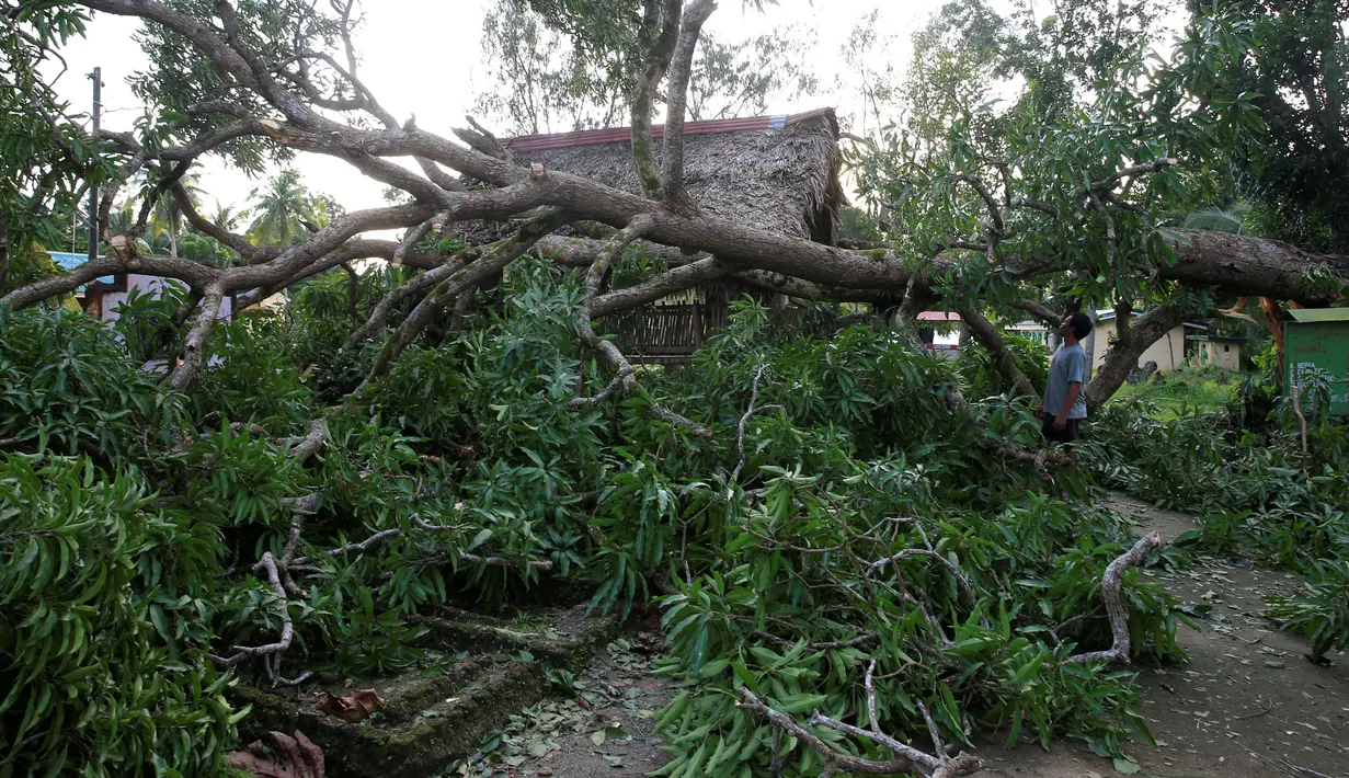 Warga berada didekat pohon besar yang tumbang akibat Topan Nock-Ten di Camarines Sur, wilayah Bicol, Filipina tengah (26/12). Topan tersebut Diperkirakan akan bergerak ke arah barat dengan kecepatan 15 km/jam. (REUTERS/Erik De Castro)