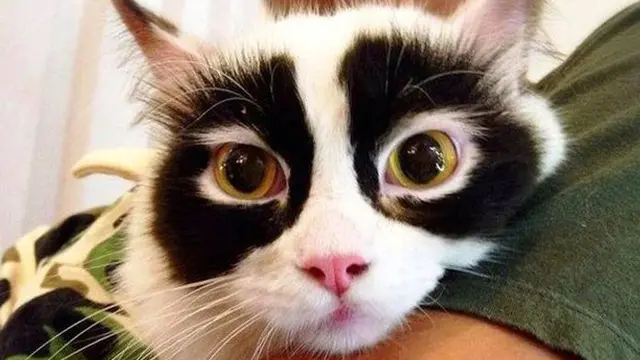 6 Potret Kucing Bermata Indah Ini Bikin Takjub, Makin Menggemaskan