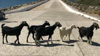 Tingkah Aneh Tapi Nyata Kambing Lepas Ikut Lari Maraton, Sabet Medali
