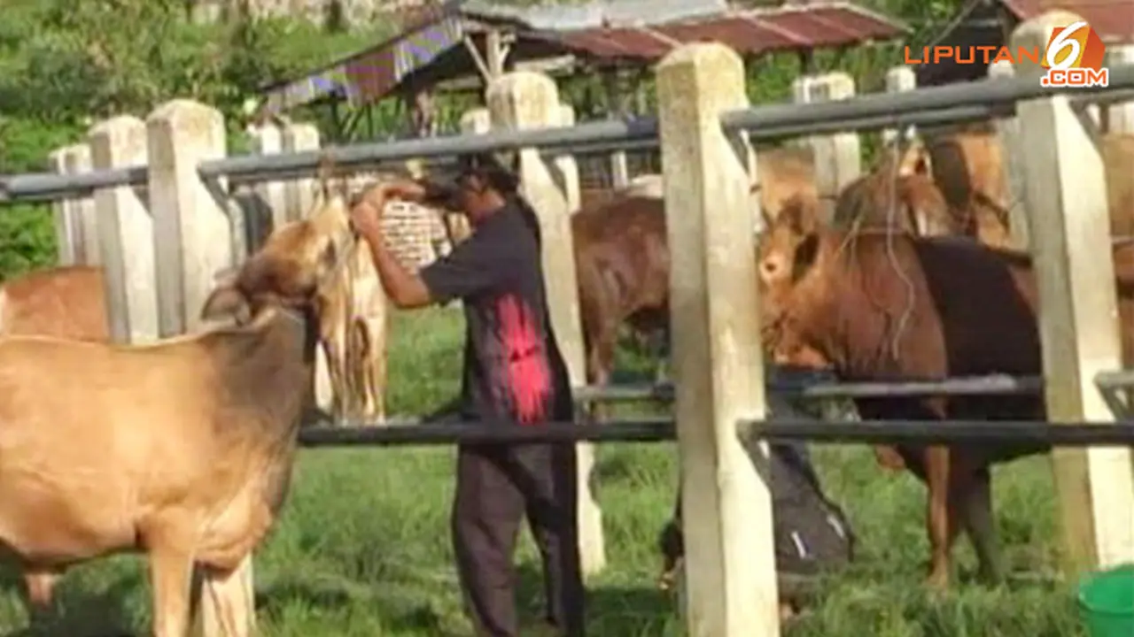 sapi-glonggongan-131223-a.jpg