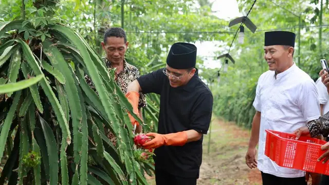 Wisata petik buah naga, Banyuwangi.