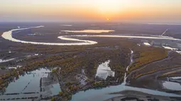 Foto dari udara yang diabadikan pada 22 Oktober 2020 ini menunjukkan pemandangan musim gugur hutan poplar gurun (populus euphratica) di sepanjang Sungai Tarim di Wilayah Xayar, Daerah Otonom Uighur Xinjiang, China barat laut. (Xinhua/Hu Huhu)